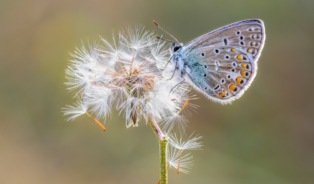 Голубая бабочка сидит на одуванчике