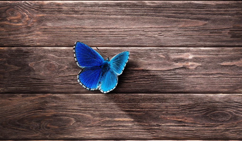 Голубая бабочка сидит на деревянной поверхности 