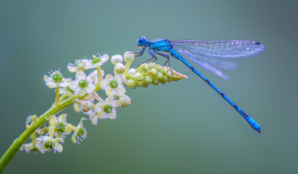 Голубая стрекоза сидит на цветке на сером фоне