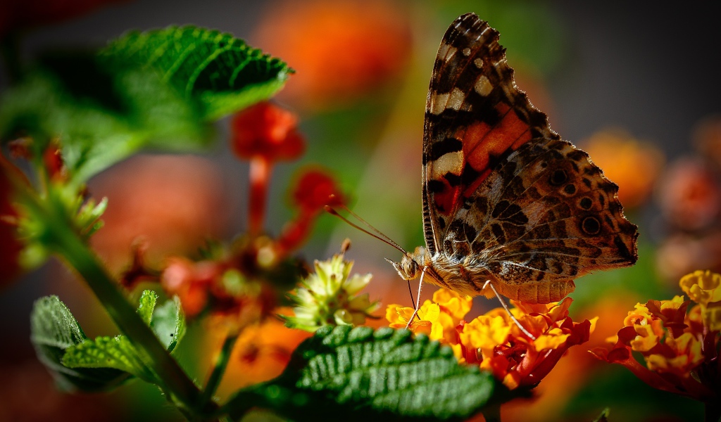 Коричневая бабочка сидит на оранжевом цветке