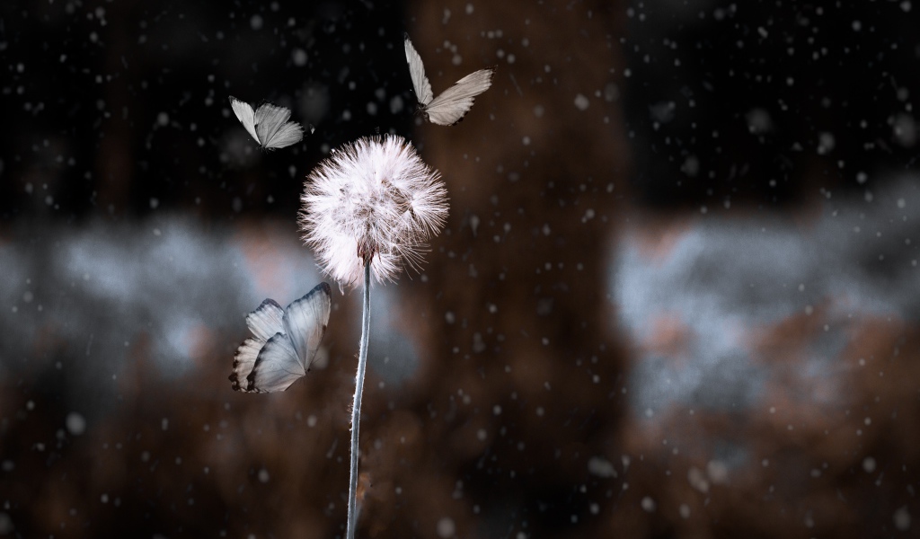 Бабочки летают вокруг белого одуванчика