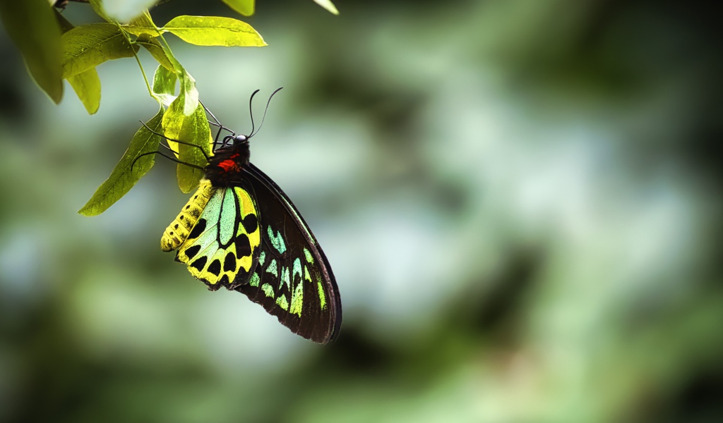 Бабочка сидит на зеленом листе