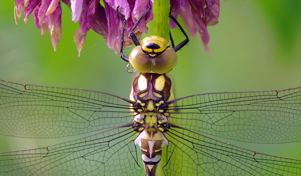Стрекоза сидит на цветке крупным планом