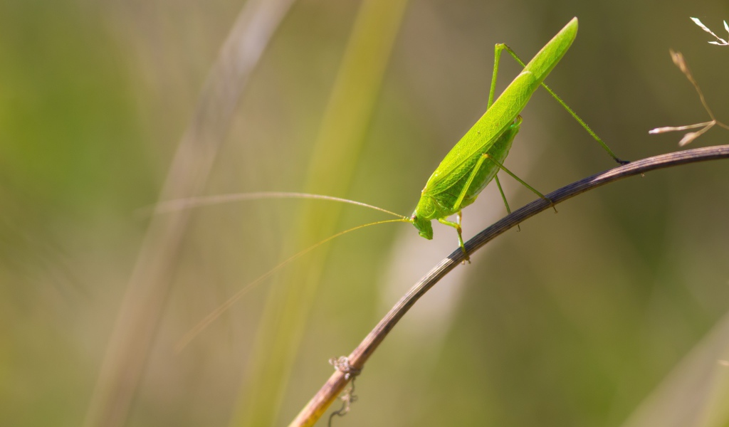 Зеленый кузнечик сидит на траве 