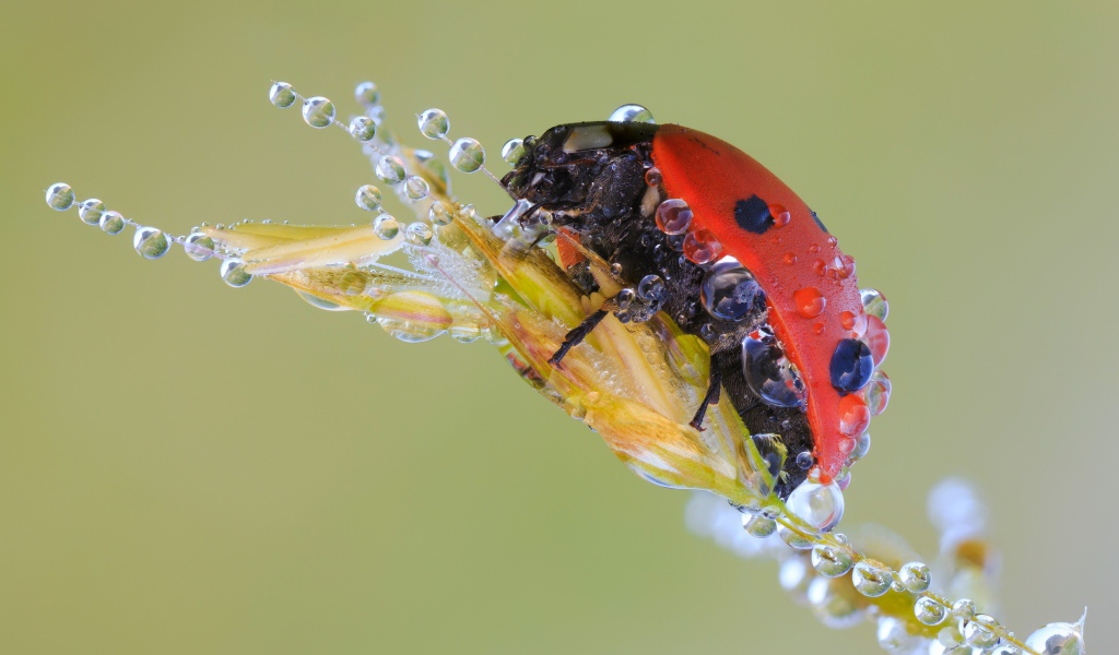 Божья коровка в каплях росы на колоске макросъемка