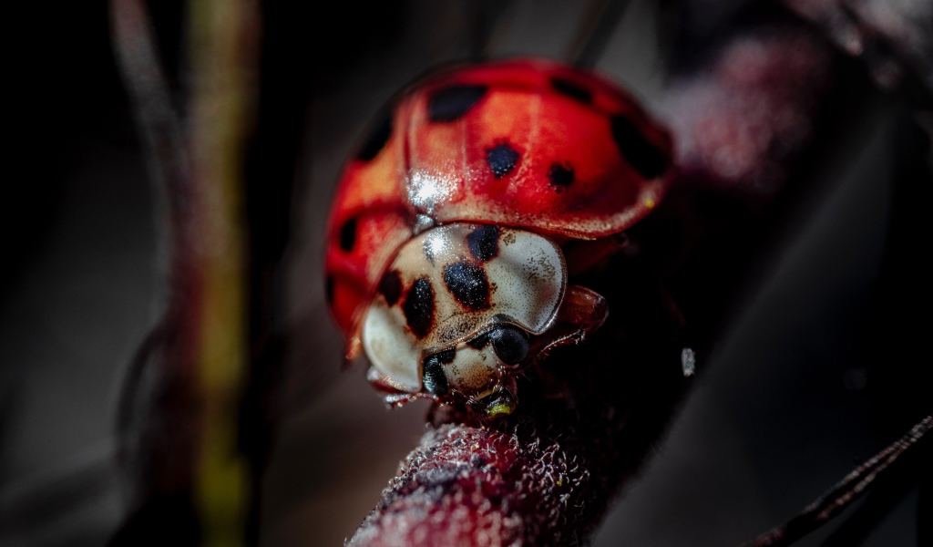 Божья коровка на ветке крупным планом
