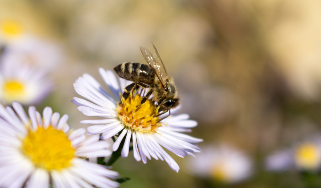 Маленькая пчела сидит на цветке сентябринки