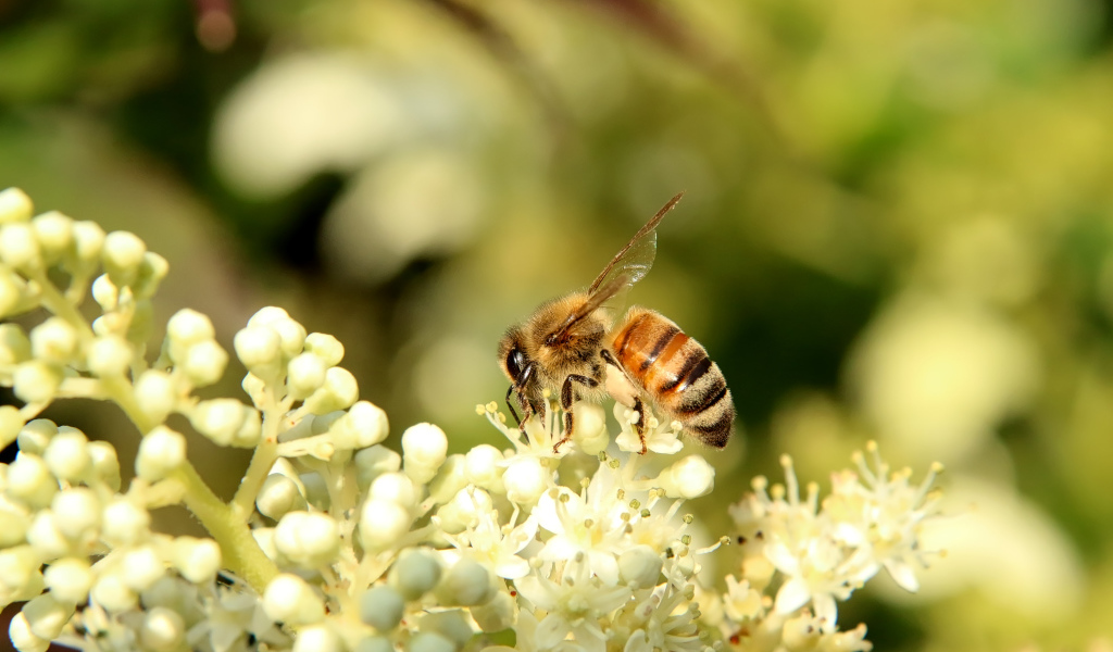 Маленькая пчела сидит на белом цветке