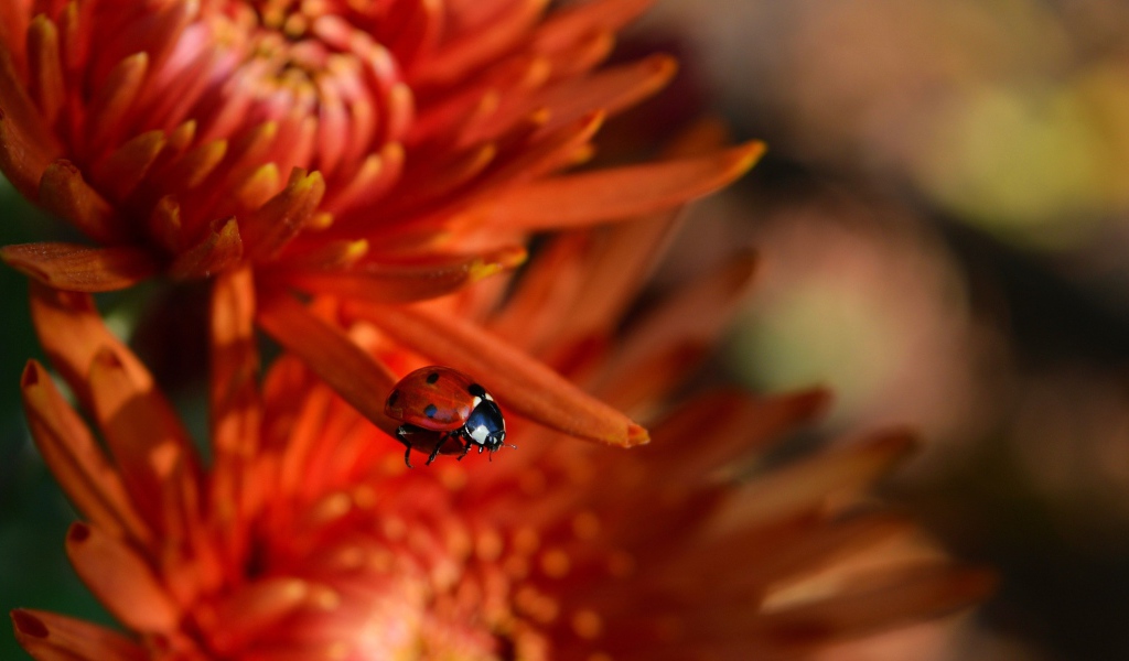Маленькая красная божья коровка на цветке 