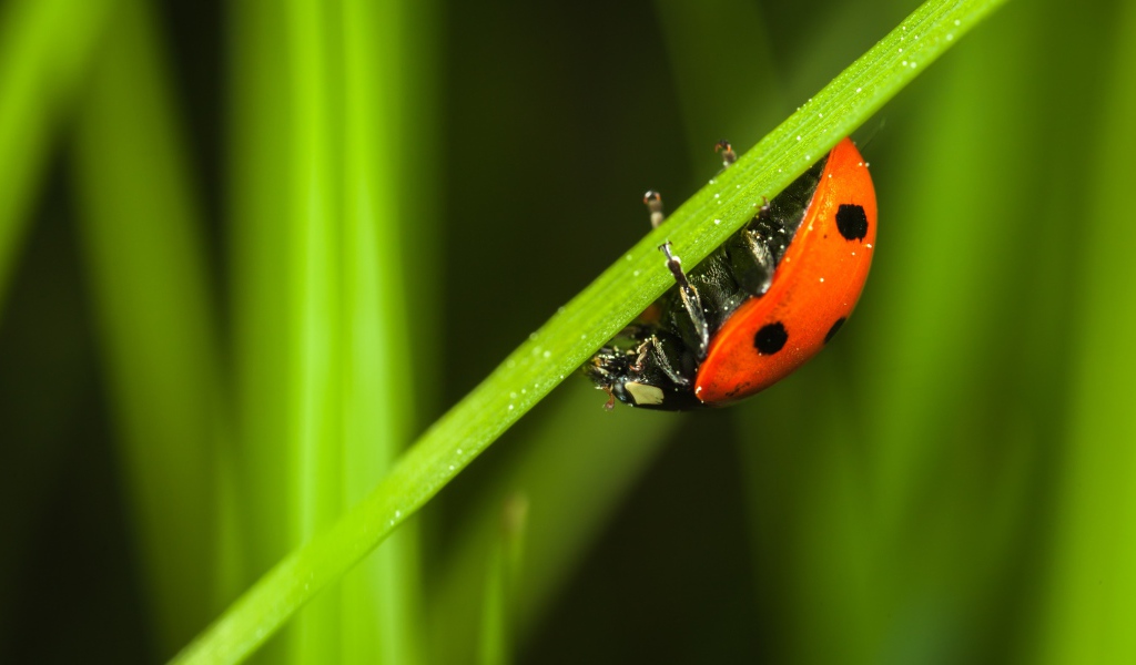 Маленькая красная божья коровка сидит на зеленой траве