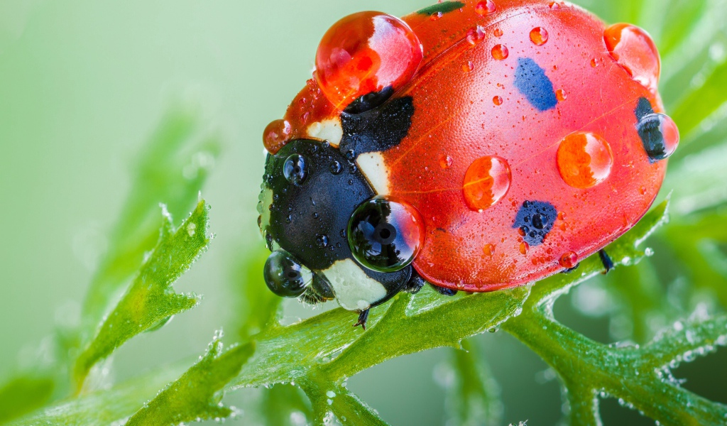 Красная божья коровка в каплях росы на зеленом листе макросъемка