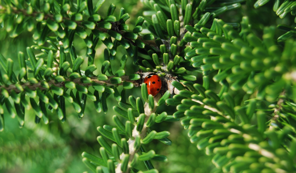 Красная божья коровка на зеленой ветке