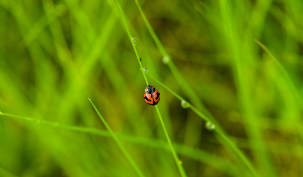 Красная божья коровка сидит на зеленой траве