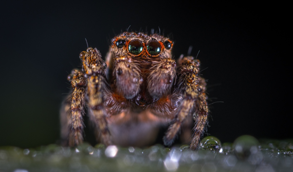 Лохматый паук крупным планом