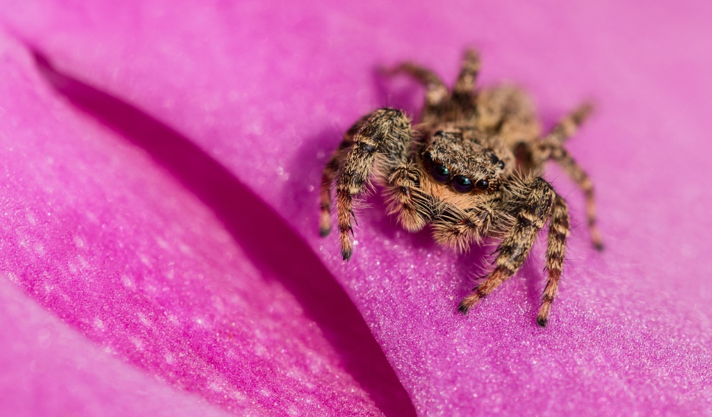 Паук крупным планом на розовом лепестке