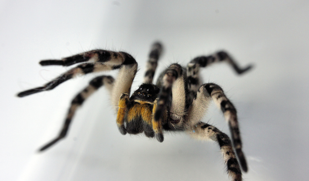 Паук на сером фоне крупным планом