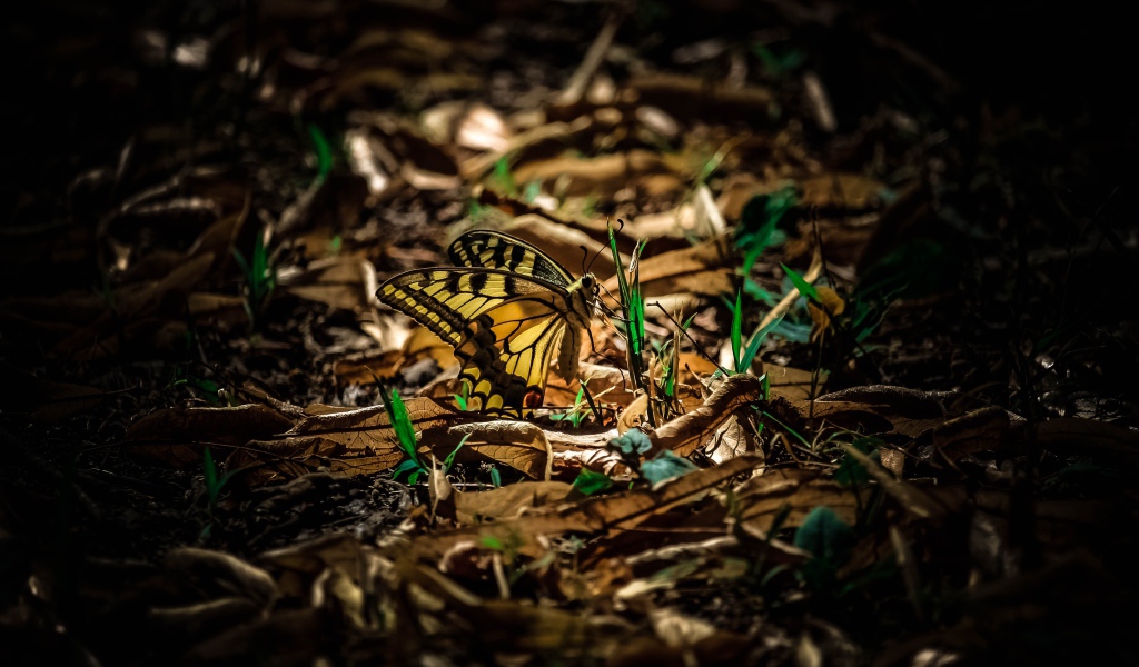 Бабочка махаон сидит на зеленой траве