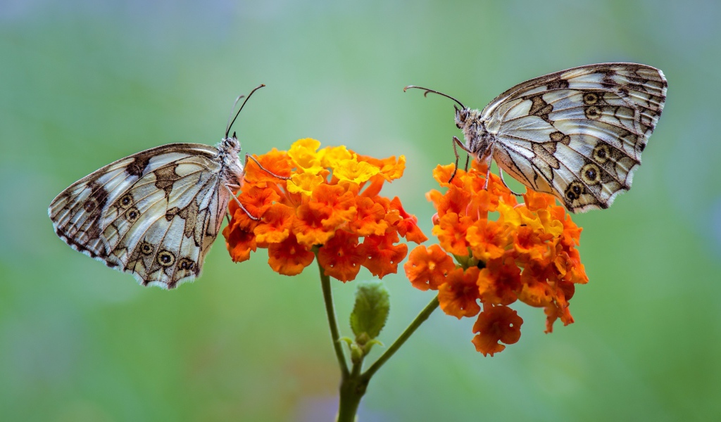 Две бабочки сидят на оранжевых цветах 