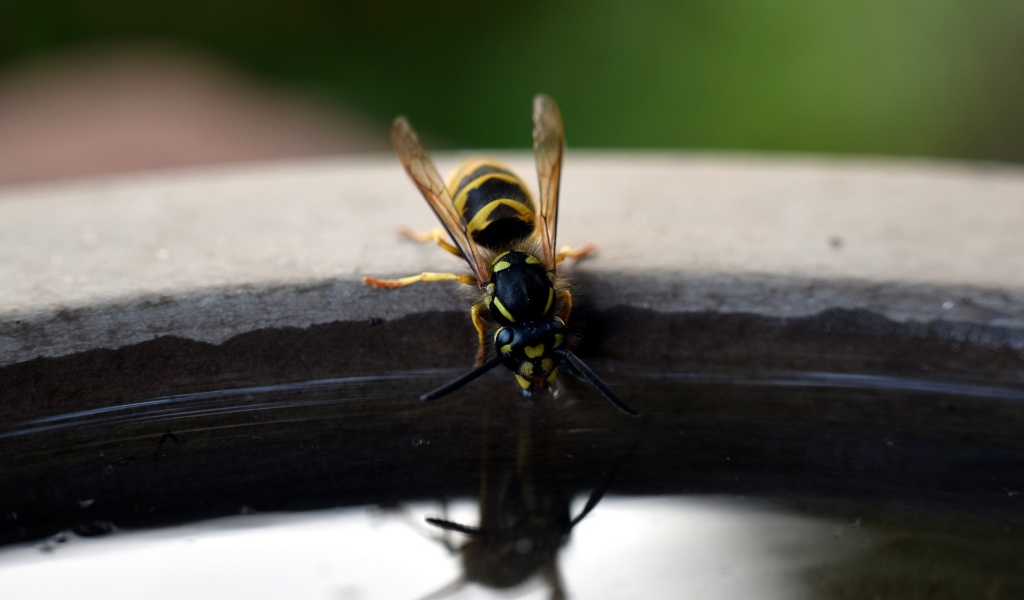 Оса пьет воду из бочки