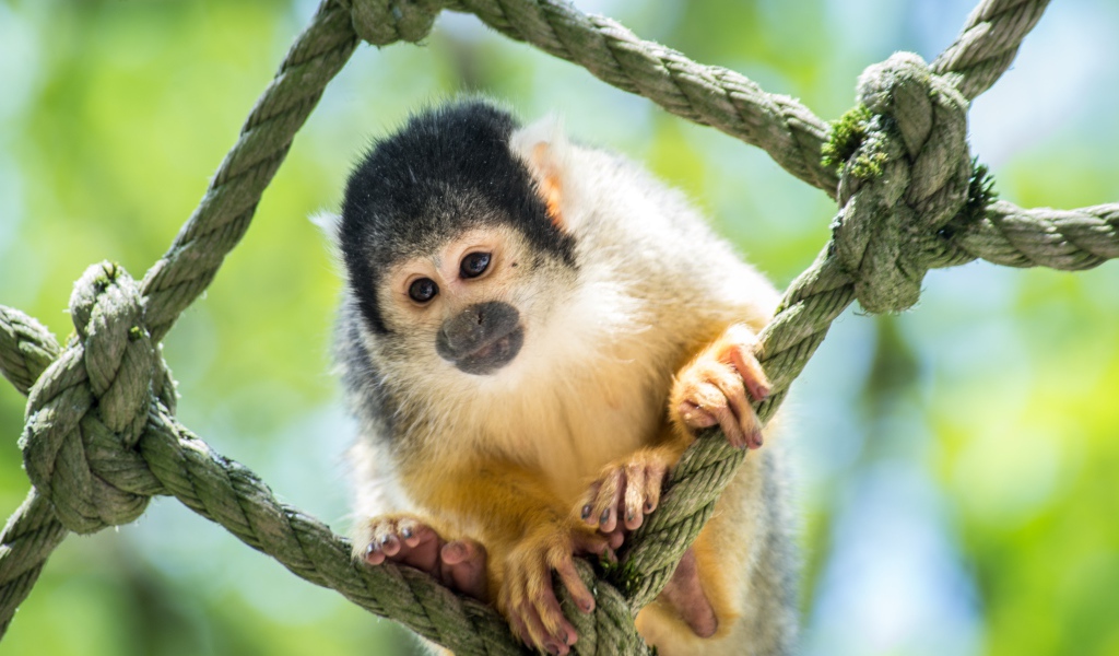 Обезьяна капуцин сидит на сетке