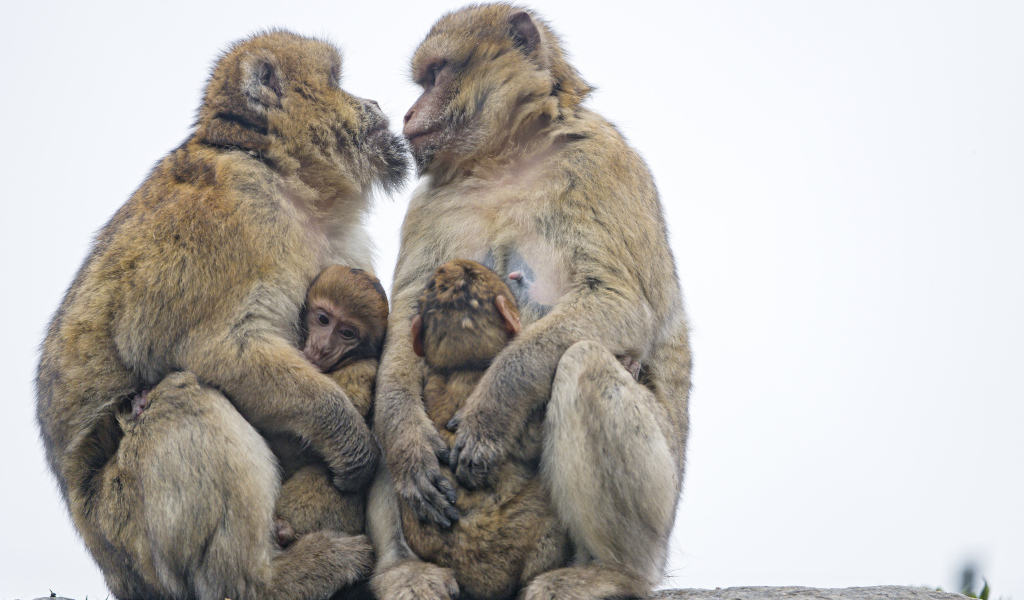 Две обезьяны с детенышами 