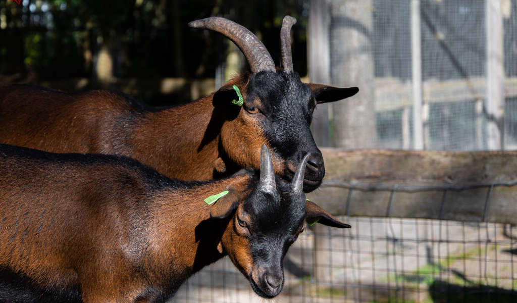 Две коричневые домашние козы