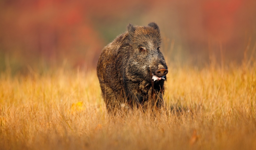 Большой боров идет по сухой траве