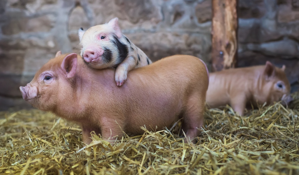Милые поросята в свинарнике