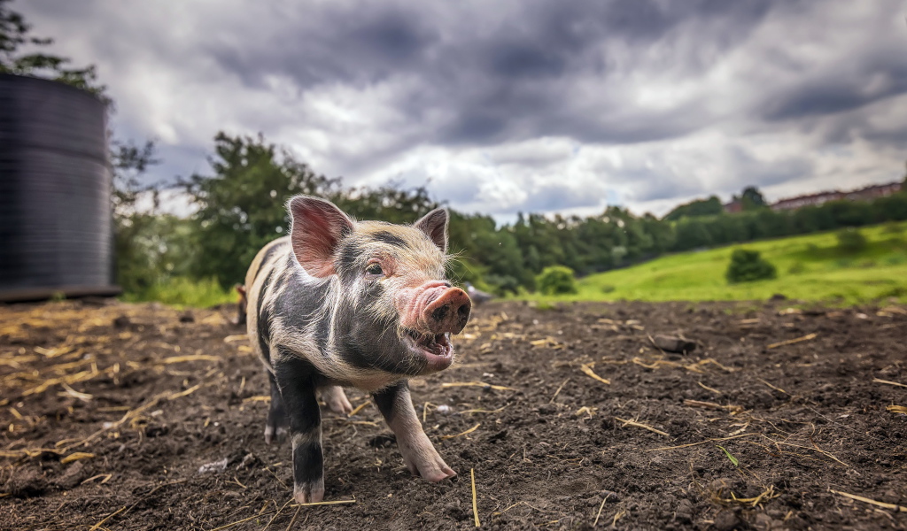 Маленький поросенок на земле под пасмурным небом