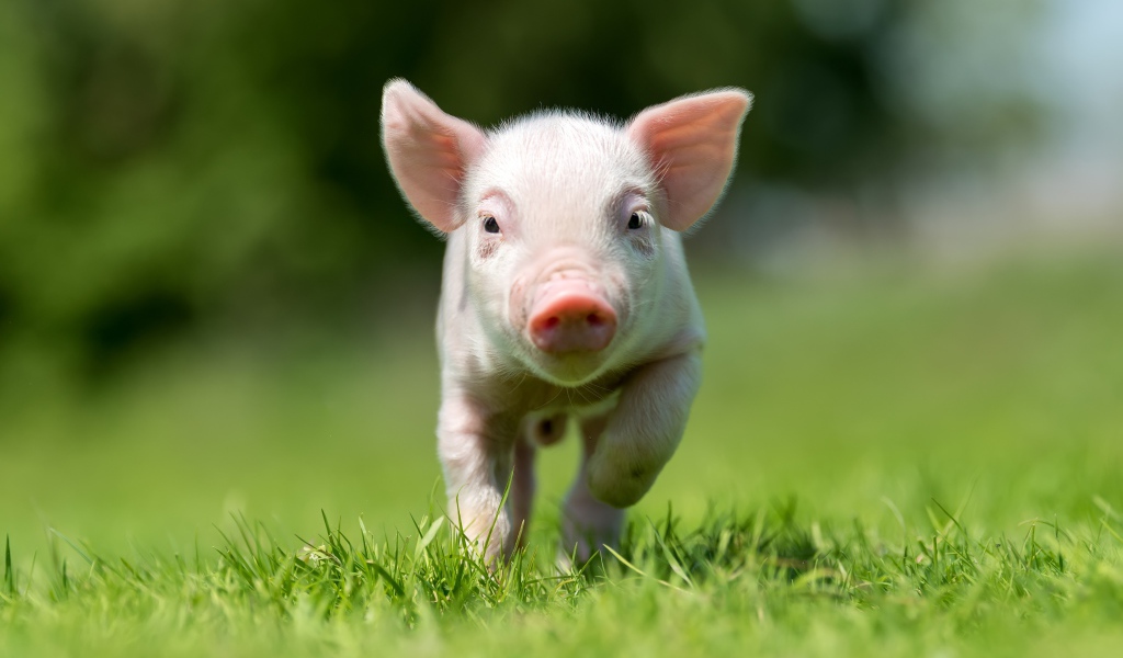 Маленький розовый поросенок бежит по зеленой траве