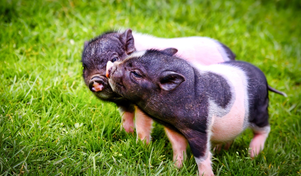 Два милых поросенка на зеленой траве