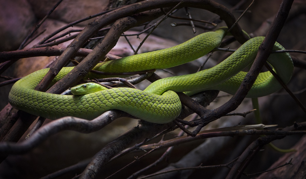Красивая зеленая змея в ветках дерева