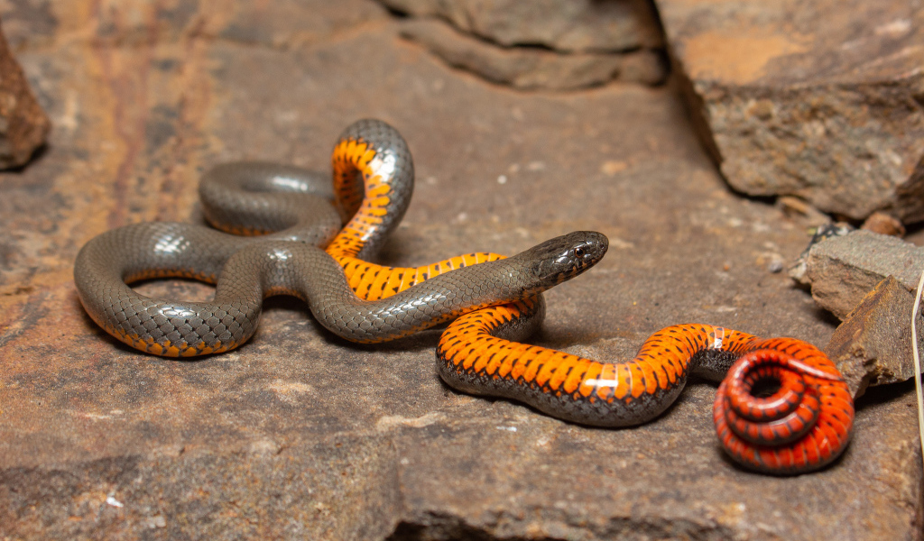 Красивая маленькая змея у камней