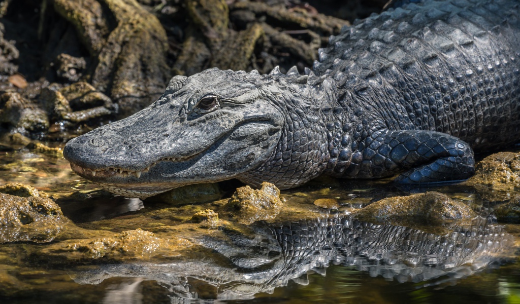 Большой аллигатор в воде