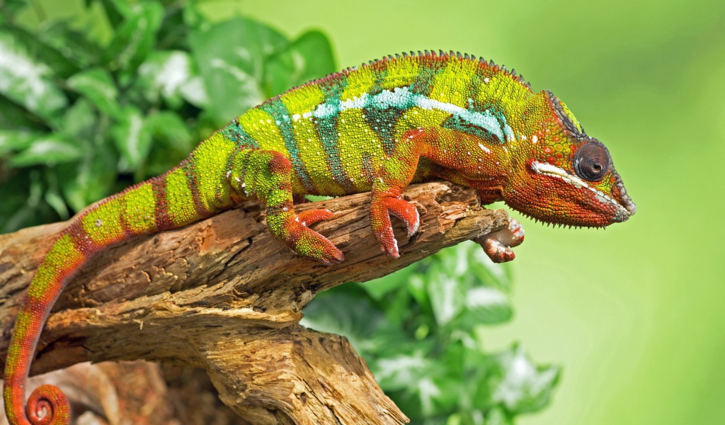 Большой красивый хамелеон сидит на дереве