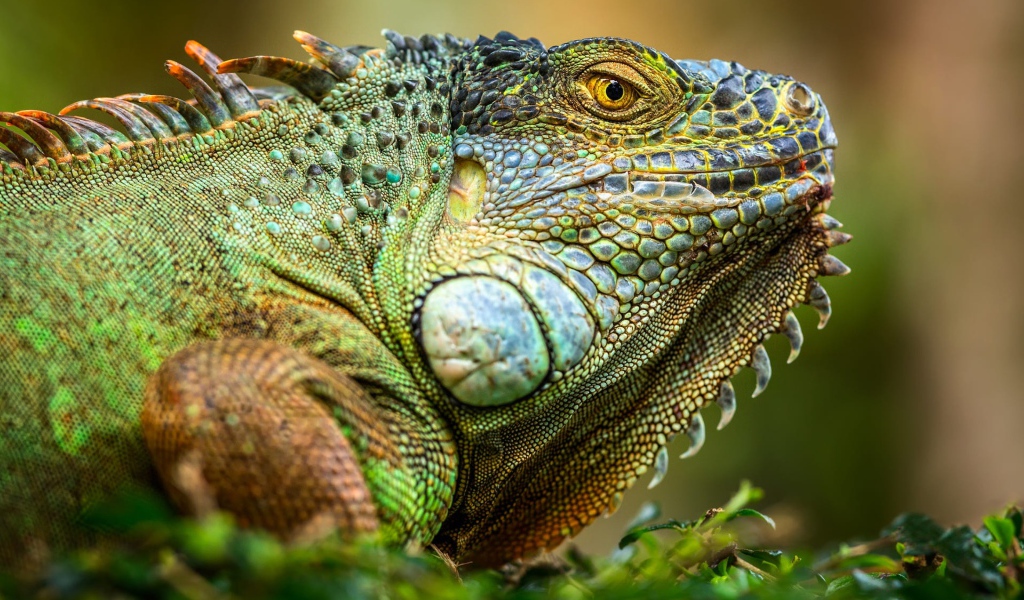 Большая зеленая игуана крупным планом 