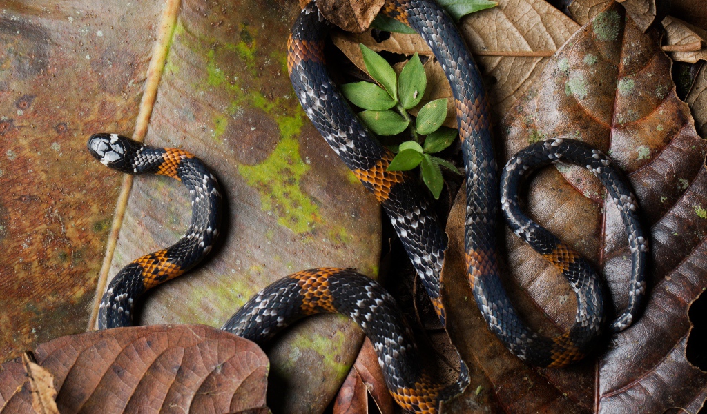 Элегантная коралловая змея на больших сухих листьях 