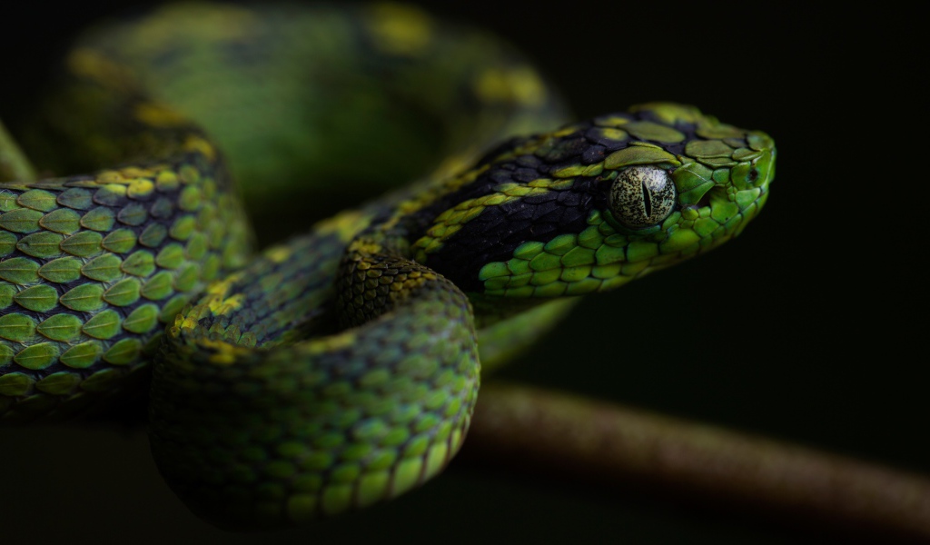 Зеленая гадюка с большими глазами на ветке