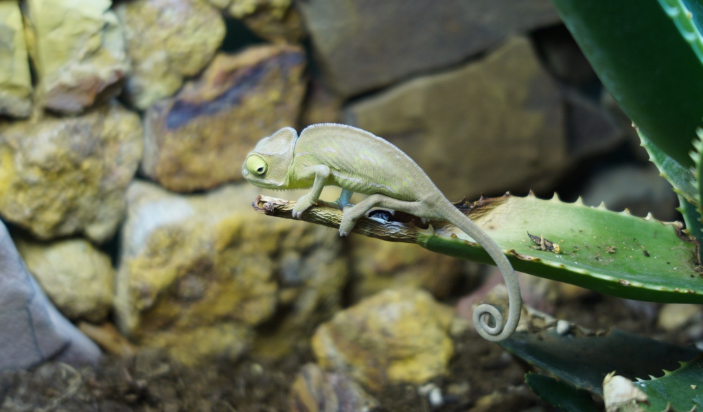 Зеленый хамелеон сидит на ветке алоэ