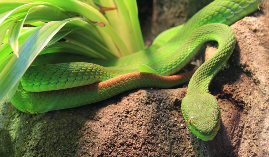 Зеленая змея ползет по земле у растения 