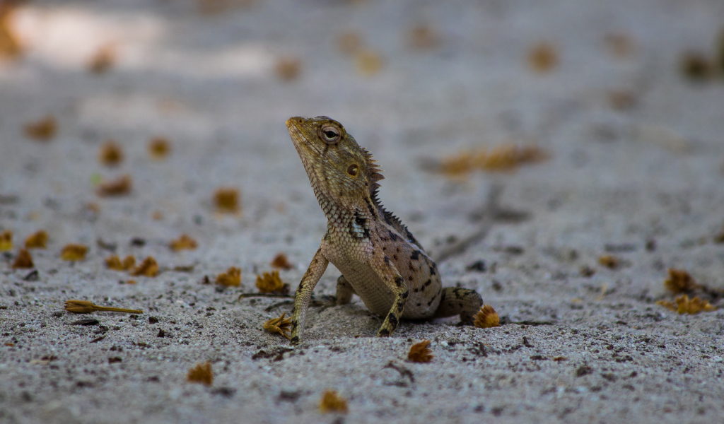 Маленькая ящерица на песке