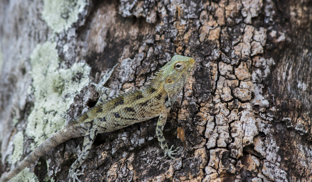 Маленькая ящерица сливается с деревом