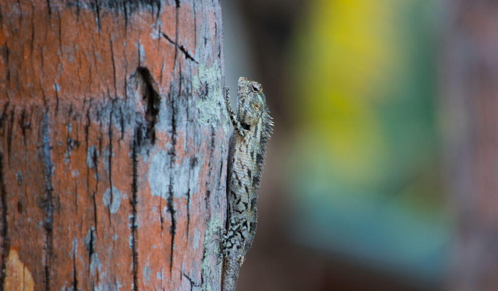 Маленькая ящерица на стволе дерева