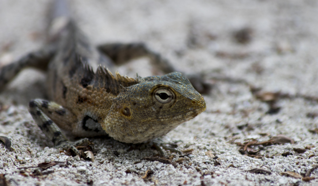 Ящерица с большими глазами на песке