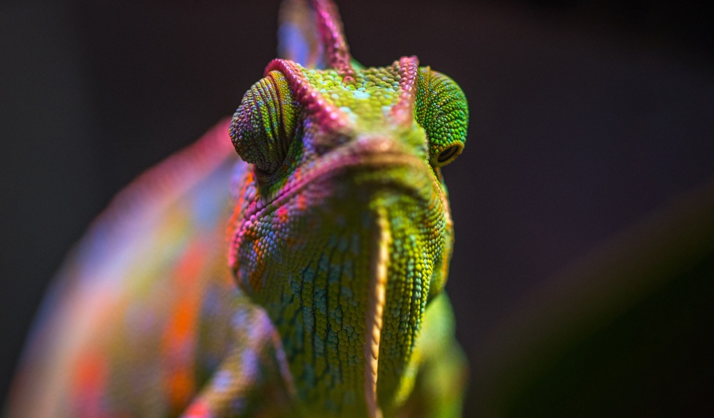 Разноцветный хамелеон крупным планом