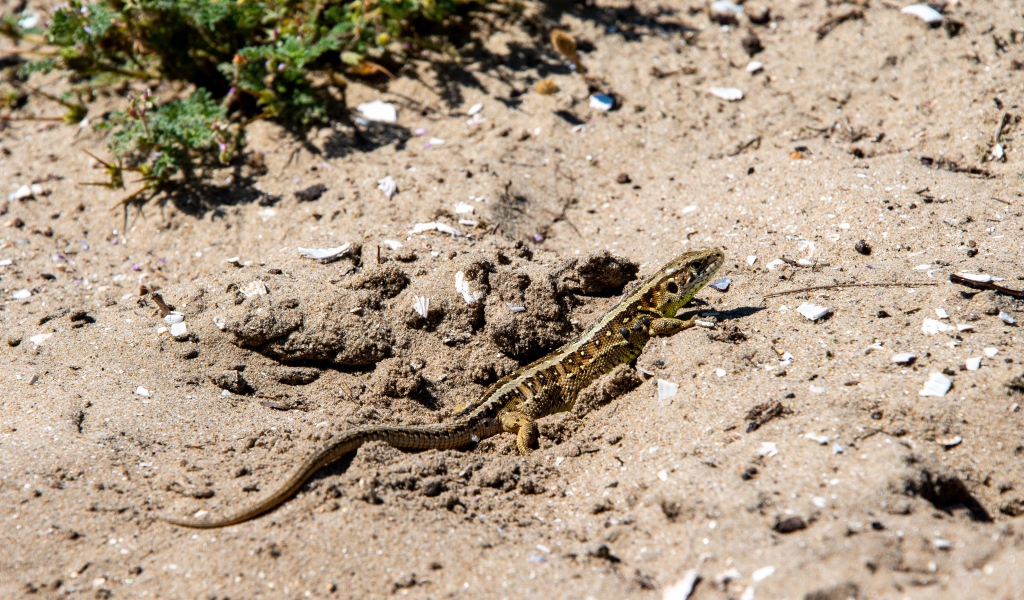 Маленькая быстрая ящерица на песке 