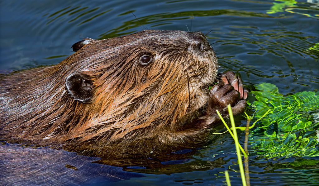 Большой бобр в воде грызет листву