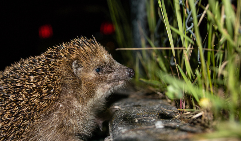Большой колючий еж у зеленой траве