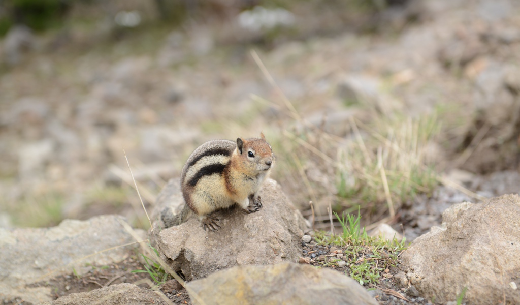 Маленький бурундук сидит на камне