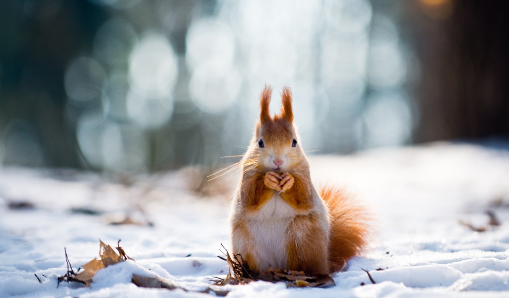 Рыжая белка грызет орех на снегу